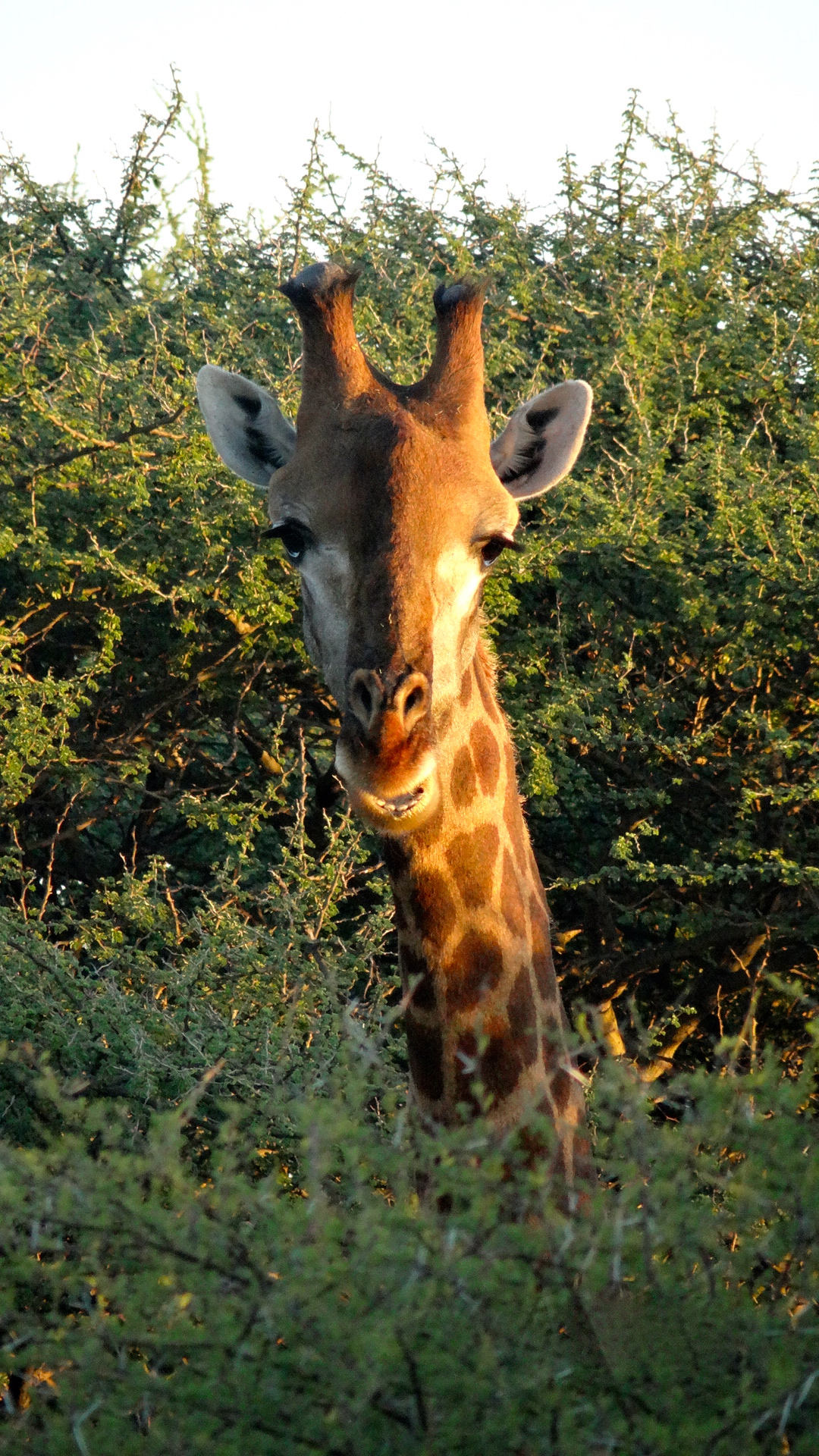 Giraffe2