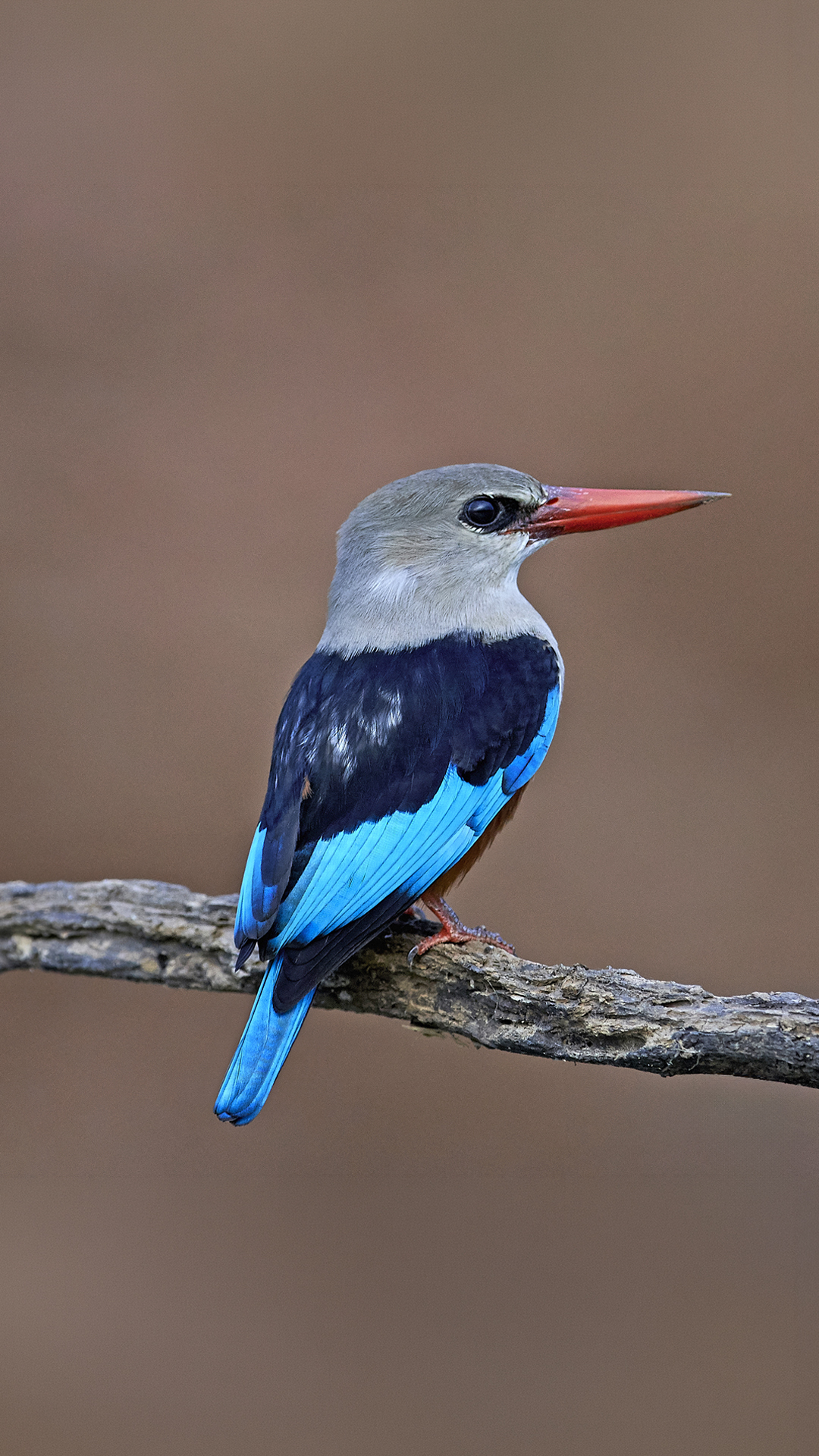 Home woodlands kingfisher